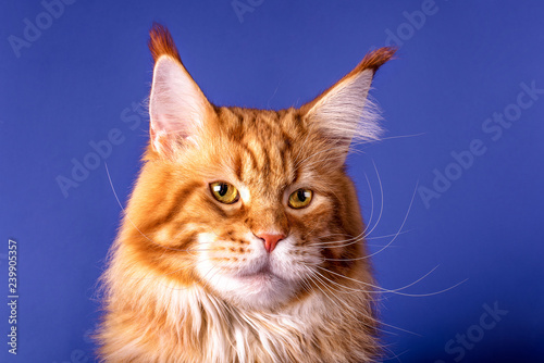 Fotografie, Obraz A portrait of the red maine coon cat on the blue background, champion, isolated