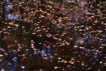 Wall Mural - Maple leaves floating on the pond