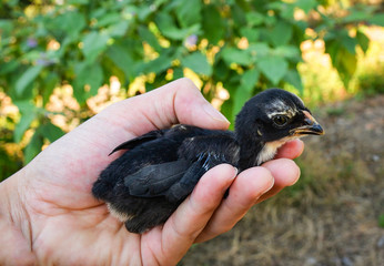 chick in hand / cute little baby chick black on hand in the morning at poultry farm chicken