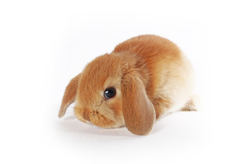 Wall Mural - Orange bunny. Super cute lop dwarf rabbit on isolated white background.