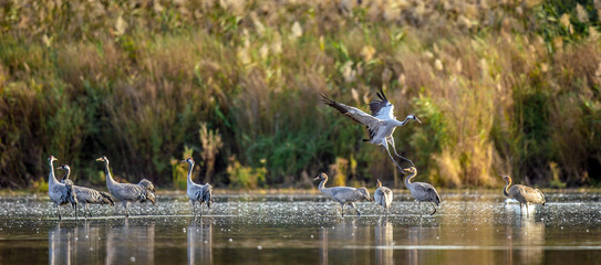 Wall Mural - eurasian cranes in the water. common cranes or eurasian crane, scientific name: grus grus, grus comm