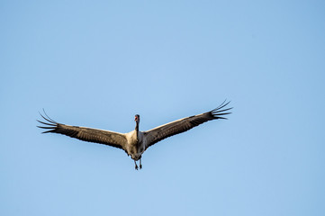 Wall Mural - bird in flight. a silhouette of crane in flight at sky background. front view. eurasian crane or com