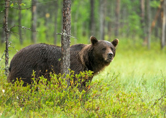 Wall Mural - wild brown bear (ursus arctos)