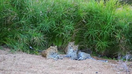 Wall Mural - Leopardess resting with her two cubs on a sandy riverbed, Shaded grassy cover behind them