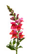 snapdragon flower red isolated