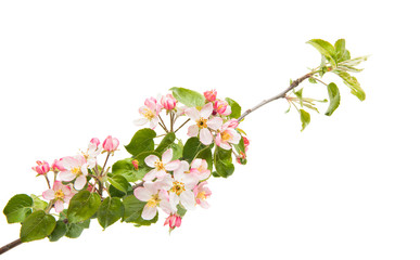 Poster - branch with flowers of apple