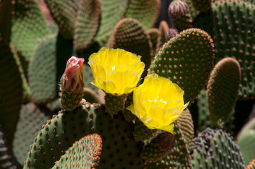Wall Mural - Sydney Australia, yellow flowering opuntia rufida cactus a native of Texas and New Mexico
