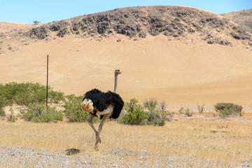 Ostrich in the African savannah