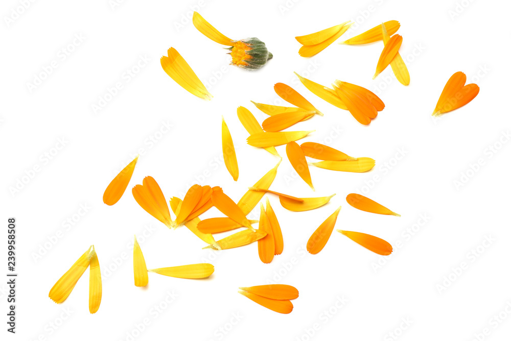 marigold flowers with petals isolated on white background. calendula flower. top view - obrazy, fototapety, plakaty 