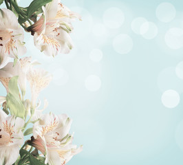 Wall Mural - White flowers on light blue background with green leaves and bokeh. Abstract floral background. Spring nature