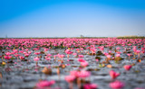 Fototapeta Tulipany - Udon Thani Thailand red or pink field river with pink water lily lotus field on surface water lake