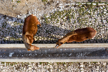 Aerial view of 2 beautiful brown horses trying to drink from a frozen watering hole.