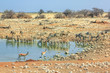 Namibian savannah background. zebras and springboks drinking and resting at Okaukuejo waterhole of Etosha National Park in Namibia. Blue sky, copy space.