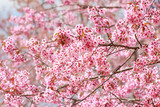 Fototapeta Kwiaty - Wild Himalayan Cherry Blossoms in spring season (Prunus cerasoides), Sakura in Thailand, selective focus, Phu Lom Lo, Loei, Thailand.