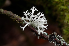 Evernia Prunastri, Also Known As Oakmoss, A Beautiful Lichen Used Widely In Perfume Industry As A Fixative
