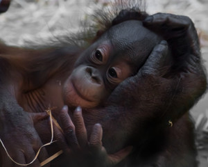 Cute baby orangutan, gentle hand