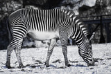 Fototapeta Konie - Contrasting black and white zebra grazes in the winter on a snowy meadow.