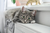 Fototapeta Koty - Cute grey cat with green eyes