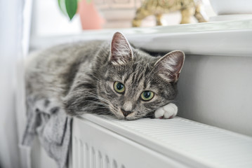 Cute grey cat with green eyes