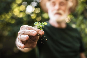 Sprout of vegetable in aged gardener hand