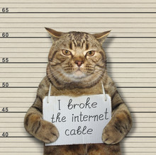 The Bad Cat Broke The Internet Cable. He Arrested By The Police For This Crime And Sent To Jail.