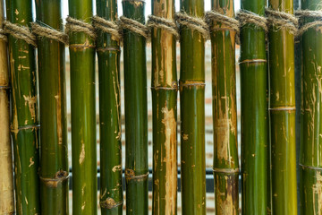 Wall Mural - Green bamboo fence background