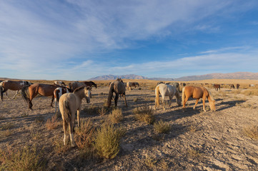 Sticker - Herd of Wild Horses in the Utah Desert