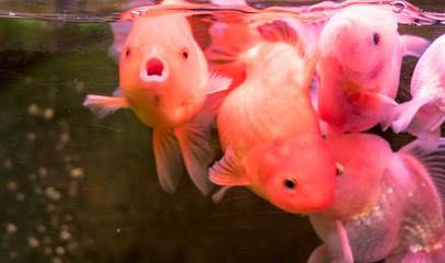 Wall Mural - Goldfish swimming in the fish tank