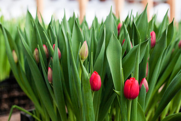 Tulips grown in a greenhouse, natural flowers, varietal plants, flowers and plants grown by people