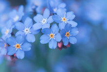 Spring Background Forget-me-not Flowers