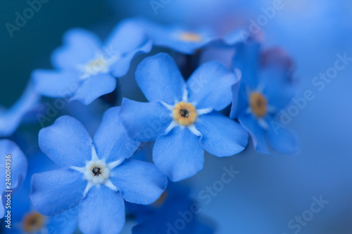 spring background forget-me-not flowers