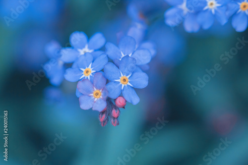 spring background forget-me-not flowers