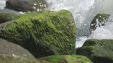 Waves Break On Algae Covered Rocks