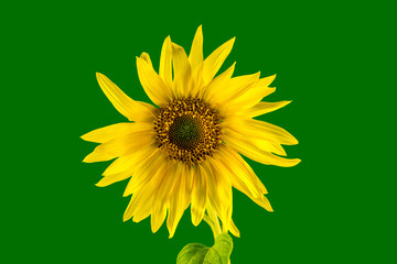 Yellow sunflower on green background