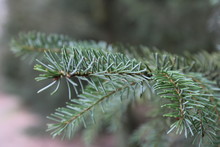 Green Pine Needles Closeup In The Forest In Winter