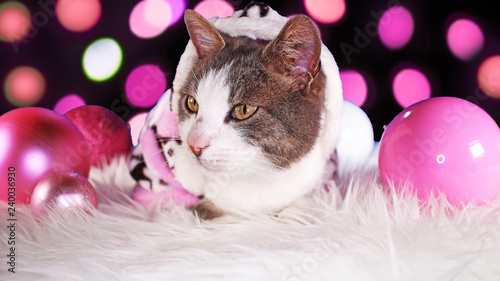 Christmas cat animal xmas animals cats cute pink decor