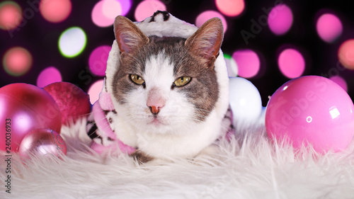 Christmas cat animal xmas animals cats cute pink decor