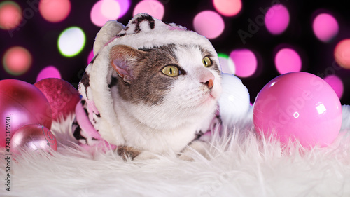 Christmas cat animal xmas animals cats cute pink decor