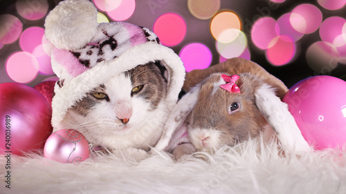 Christmas cat and rabbit lop bunny kit together animal xmas animals cats cute...