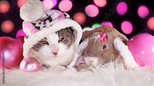 Christmas cat and rabbit lop bunny kit together animal xmas animals cats cute...