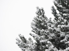 Pine Tree Branches Covered Snow In Snowy Atmosphere