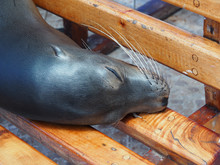 Galapagos Sea Lion, Zalophus Wollebaeki, Sleeping On Bench In The Galapagos