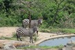 Trinkende Zebras am Wasserloch