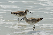 Detailed Close Up Of A Pair Of American Short-billed Dowitcher Sandpipers Wading And Hunting In The Sea Foam And Sandy Colored Water Along The Shore Of Florida's Gulf Coast.