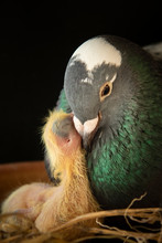 Pigeon Feeding Milk Crop To New Born In Home Nest