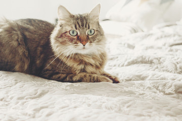 Beautiful tabby cat lying on bed and seriously looking with green eyes. Fluffy Maine coon with funny emotions resting in white stylish room. Cat portrait