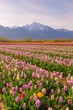 Rows of colorful tulips in spring with snow covered mountain in the background