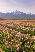 Rows Of Colorful Tulips In Spring With Snow Covered Mountain In The Background