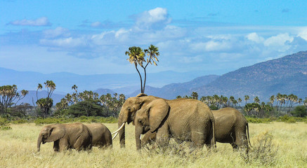 Family of elephants strolling through Samburu grasslands