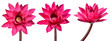 Leinwandbild Motiv Collection Red Lotus flower isolated on white background